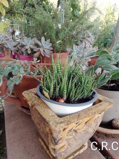 Catirobles en Hamelin: Paisaje, #cactus