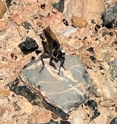 Solerantonio2 en Hamelin: Fauna  (Almería), Insecto