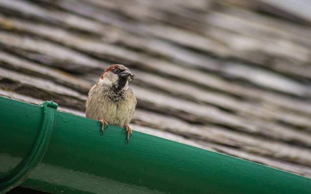 Haulpa en Hamelin: Fauna  (Brodick), Passer domesticus (Linnaeus, 1758)