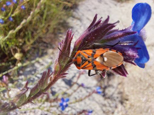 Apasnau75 en Hamelin: Fauna  (Pizarra), O chinche de campo sobre la planta llamada lengua de buey