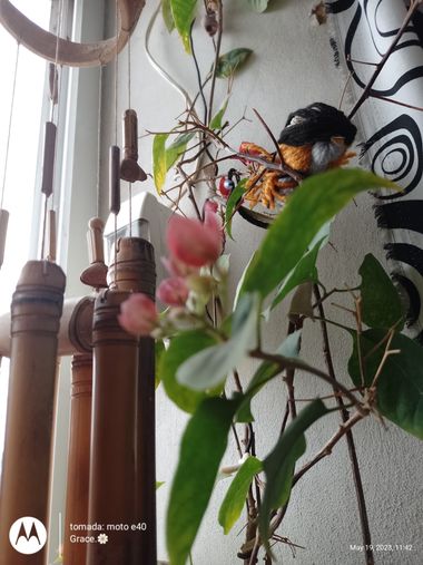 GrachuV. en Hamelin: Flora, 🌺🌺🌺