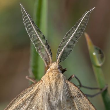 Ignicapillus en Hamelin: Fauna  (Camí de Santa Cecília a la Trona), Finales de mayo 2023. Haciendo paradas para macrear a lo largo de la carretera BV-4608 ...