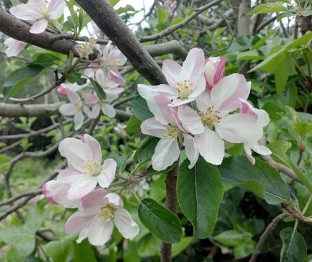 Lamaria_deviatge en Hamelin: Flora, Flores #flores
