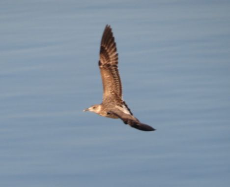Solerantonio2 en Hamelin: Fauna  (Almería), Ave