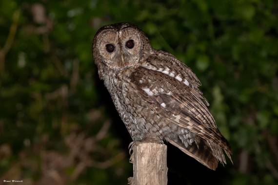 Unai Urresti en Hamelin: Fauna  (Trucios), Strix aluco Linnaeus, 1758, Carabo.

#aves21 #carabo  #fauna