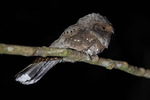 Ignicapillus en Hamelin: Fauna  (Iporanga), Nyctiphrynus ocellatus (Tschudi, 1844), Chotacabras ocelado

Una familia que me fascina es la de los chotacabra...
