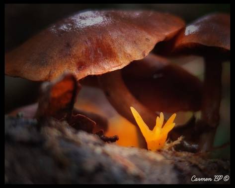 Carmen_bp73  en Hamelin: Observación  (Villalba), #naturaleza #macro #fotomacro20 