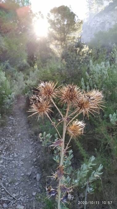 Ajreinapacheco en Hamelin: Flora  (Alcaucín), Eryngium campestre, #sierratejedaalmijaraalhama 