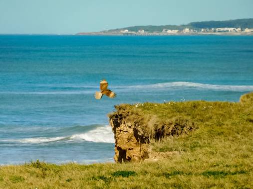 Ekaterinakuksenko98 en Hamelin: Paisaje, #miramar #foto #pajaro #chimango #paisaje #hermoso