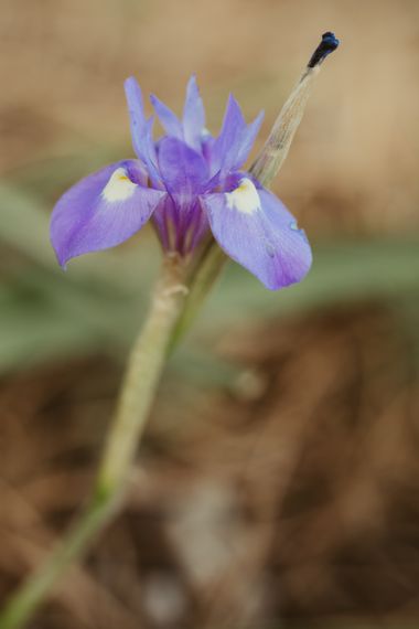 Elenagil.ph en Hamelin: Flora  (Mijas), Moraea sisyrinchium, #flor #flora #lirioazul #flores #natura 