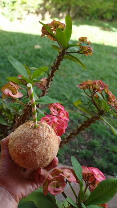 lywcava en Hamelin: Flora, Euphorbia milii, #Summer🌞