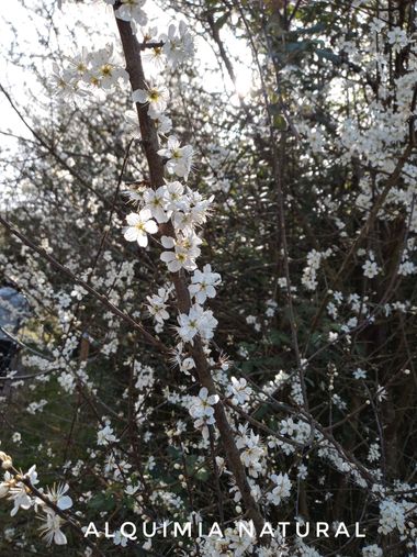 Alquimia Natural en Hamelin: Flora  (Ramales de la Victoria), Prunus spinosa, #primavera2022 