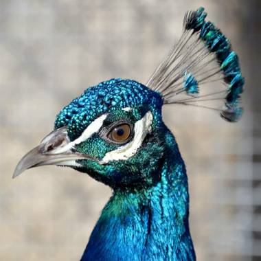 lycumart en Hamelin: Fauna, #pavo_real #photographynature #photonature #naturephotography #respetoanimal 