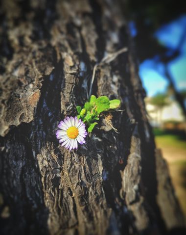 solecanale en Hamelin: Flora  (Santa Margalida), #flor #flower #planta #naturaleza #flora #mallorca #flores #fotografia #plants #arbol #bosque 