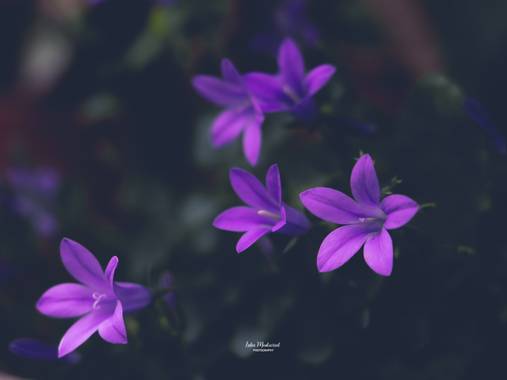 Lidia en Hamelin: Flora  (Zaragoza), Campanula portenschlagiana, #flores
#hamelin
#lila
#flora21 