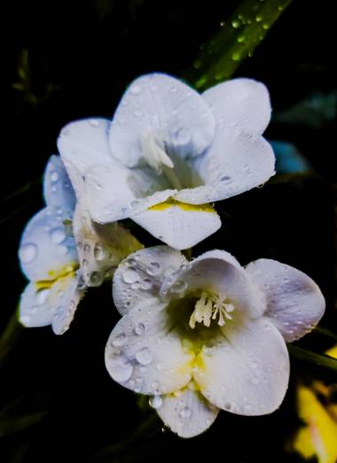 ARTURO  en Hamelin: Flora, #flores 