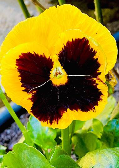 su en Hamelin: Flora  (Gelves), Viola x wittrockiana, Flores de otoño 😍