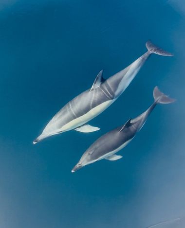 su en Hamelin: Fauna, #mamiferos #delfin 