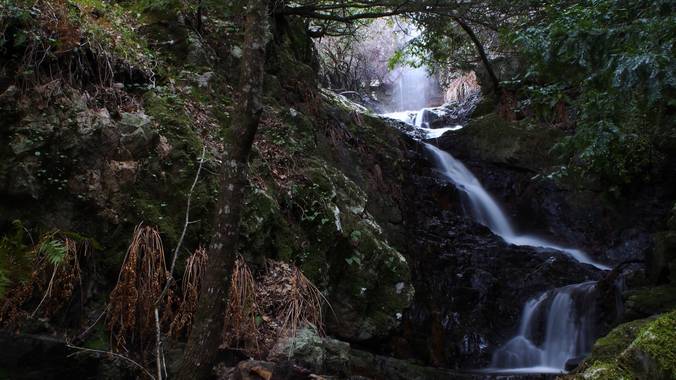 Gustavo Adolfo. en Hamelin: Paisaje, Robledo del mazo