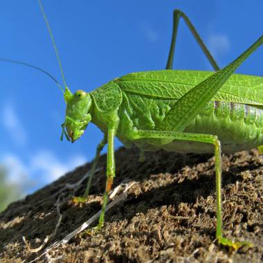 Ignicapillus en Hamelin: Fauna  (Castelló d'Empúries), ¡Que verde era mi ortóptero!

Con unos 3 cm de longitud, este sujeto es de los que lucen en los macr...
