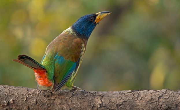 Ignicapillus en Hamelin: Fauna  (Nainital), Barbudo grande

Este es el representante de mayor tamaño de la familia Megalaimidae (barbudos asiáticos; 35 esp...