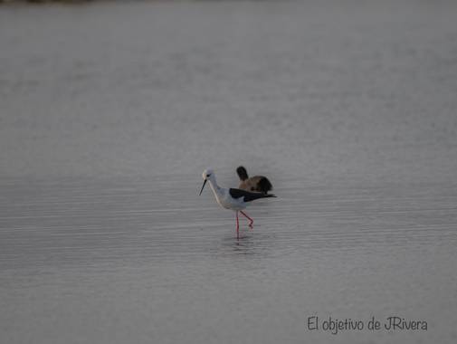 jriverarodri22 en Hamelin: Fauna  (El Ejido), En la charca de parque natural de Sabinar ce encontraba la cigüeñuela común buscando su alimento #ave21 