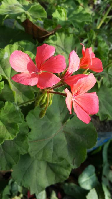 emax.linkin en Hamelin: Flora, Pelargonium zonale