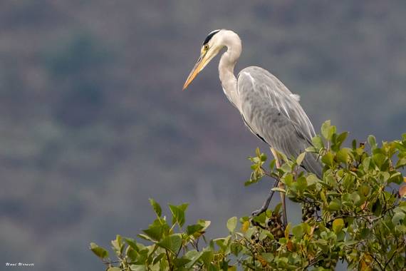 Unai Urresti en Hamelin: Fauna  (Bermeo), Ardea cinerea Linnaeus, 1758, Garza real.

#aves21 #garzareal  #fauna 