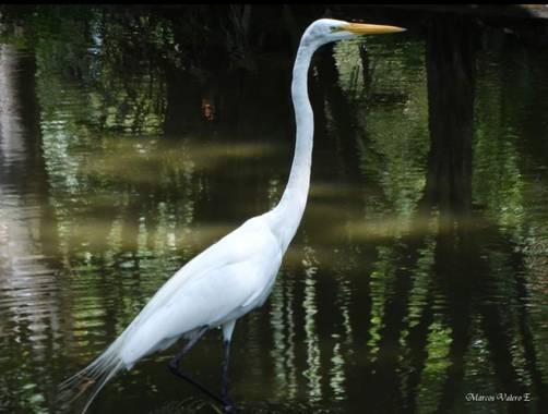 Marcos Valero Espinal  en Hamelin: Fauna  (Caracas), Ardea alba Linnaeus, 1758, #aves21 
