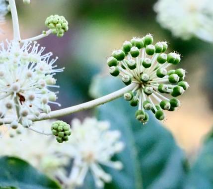 teresazarauza en Hamelin: Flora  (Pontevedra), Fragilidad #otoño2020