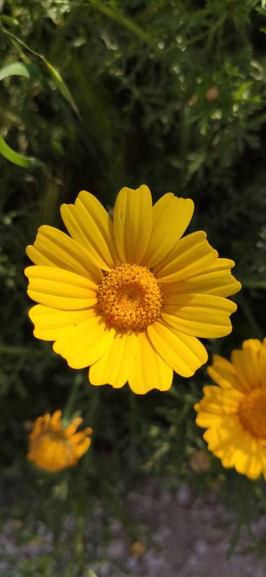 Mylenium69 en Hamelin: Flora  (Altea), Glebionis coronaria, #flora #naturaleza #macrofotografia #primavera 