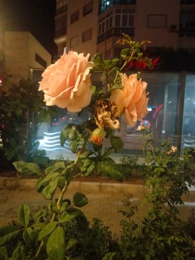 Solerantonio2 en Hamelin: Flora  (Almeria), Rosas de jardin