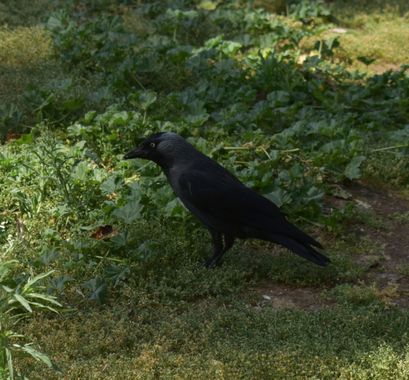 Solerantonio2 en Hamelin: Fauna  (Córdoba), Corvus monedula Linnaeus, 1758, Ave