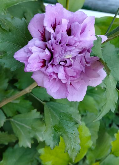 Solerantonio2 en Hamelin: Flora  (Carmona), Hibiscus syriacus, Planta