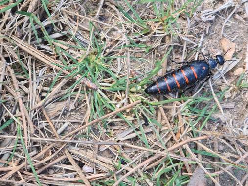 ana1.armada en Hamelin: Fauna  (Sarreaus), Insecto