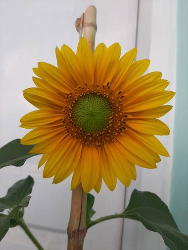 Suarezeliana.93 en Hamelin: Flora, Helianthus annuus
