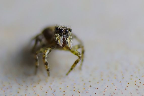ogaviria.photography en Hamelin: Fauna  (Calle 12), Un pequeño punto colgaba del techo, así que nos acercamos para saludar 

#colombia #araña #arañasaltari...