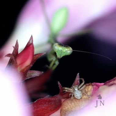 juan_ng en Hamelin: Fauna  (Jerez de la Frontera), Si te veo moverte pierdes... El Juego del Calamar.