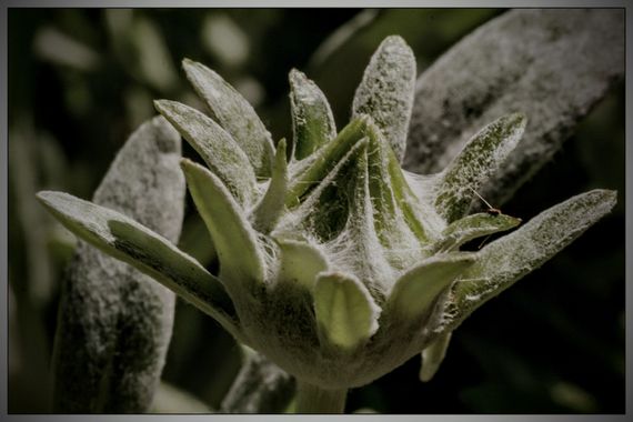 barbanegra707 en Hamelin: Flora  (Barcelona), #gazania 