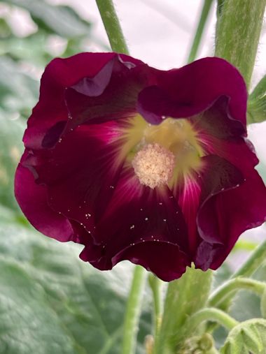 Eudimer20 en Hamelin: Flora, #flower #plants