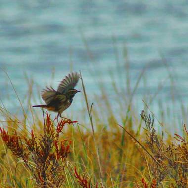 Jomacaes70 en Hamelin: Fauna  (Huelva)