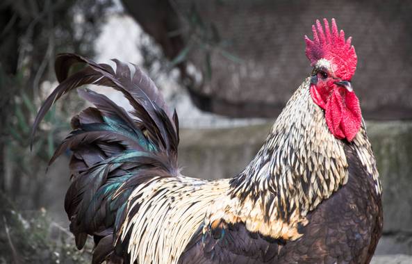 Vanessa_sm en Hamelin: Fauna, #migallokiriko #fauna #gallo 