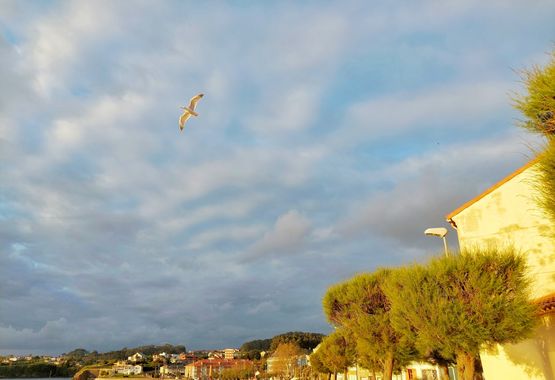 Mpinfante en Hamelin: Paisaje, Como prefiero las gaviotas a las mantis  
subo la foto de una  surcando los cielos.