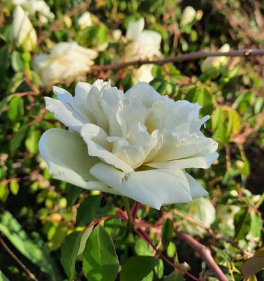 Naomi en Hamelin: Flora  (Barcelona), #rosablanca 