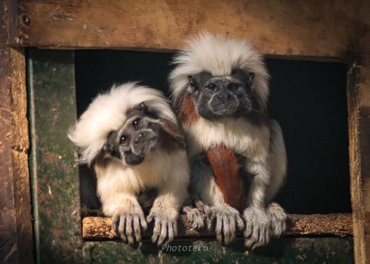 Phototero  en Hamelin: Fauna, #hamelin #mamiferos #titi #naturaleza #nature #naturelovers 