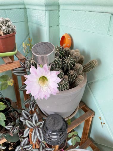 ezequiel.eleno.alonso en Hamelin: Flora  (Vegas del Genil), Echinopsis oxygona, #plants