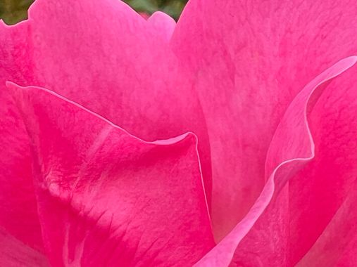 Eudimer20 en Hamelin: Flora, #flor 