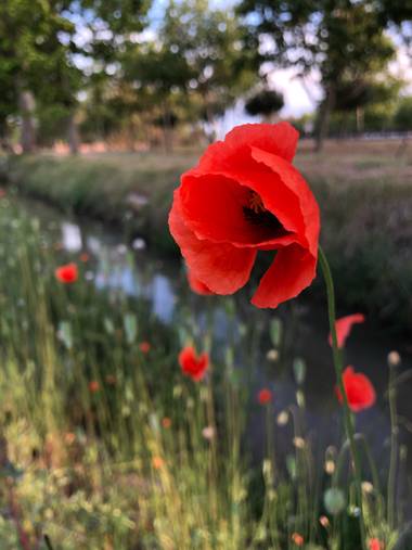 alionacociu en Hamelin: Flora  (El Prat de Llobregat), Papaver rhoeas, #flora21 