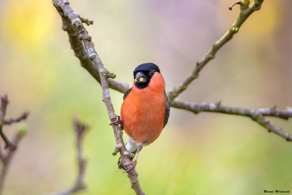 Unai Urresti en Hamelin: Fauna  (Trucios), Pyrrhula pyrrhula (Linnaeus, 1758), Macho de camachuelo común.

#aves21 #camachuelo #fauna 