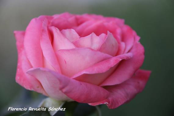 florenrevuelta en Hamelin: Flora  (Valdenuño Fernández), #macrofoto20 